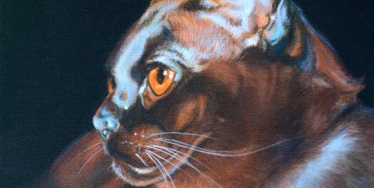Burmese cat painting