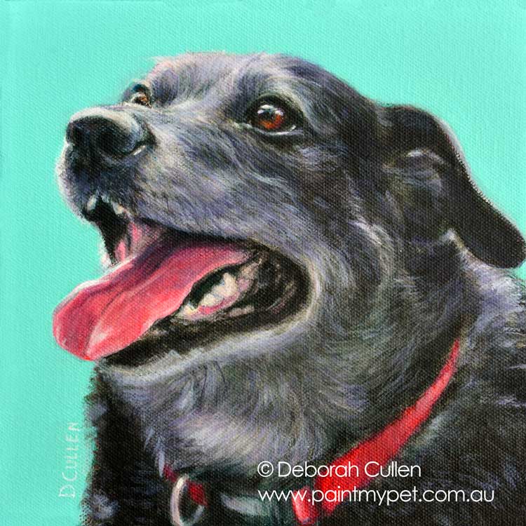 border collie x labrador dog portrait