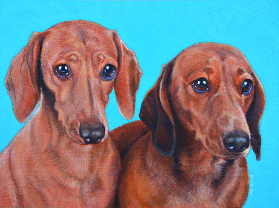 dachshunds dog portrait