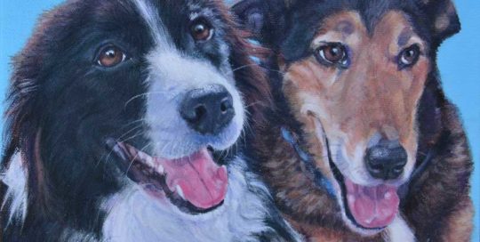 Dog Portrait of a Border Collie and a Lurcher X