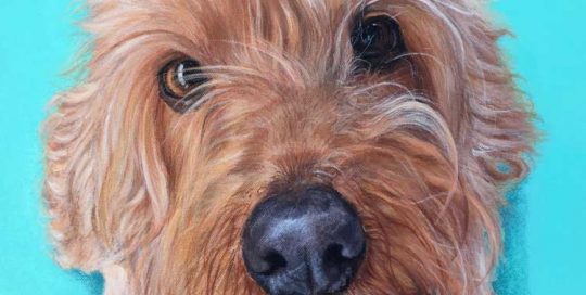Golden Spoodle Dog Painting