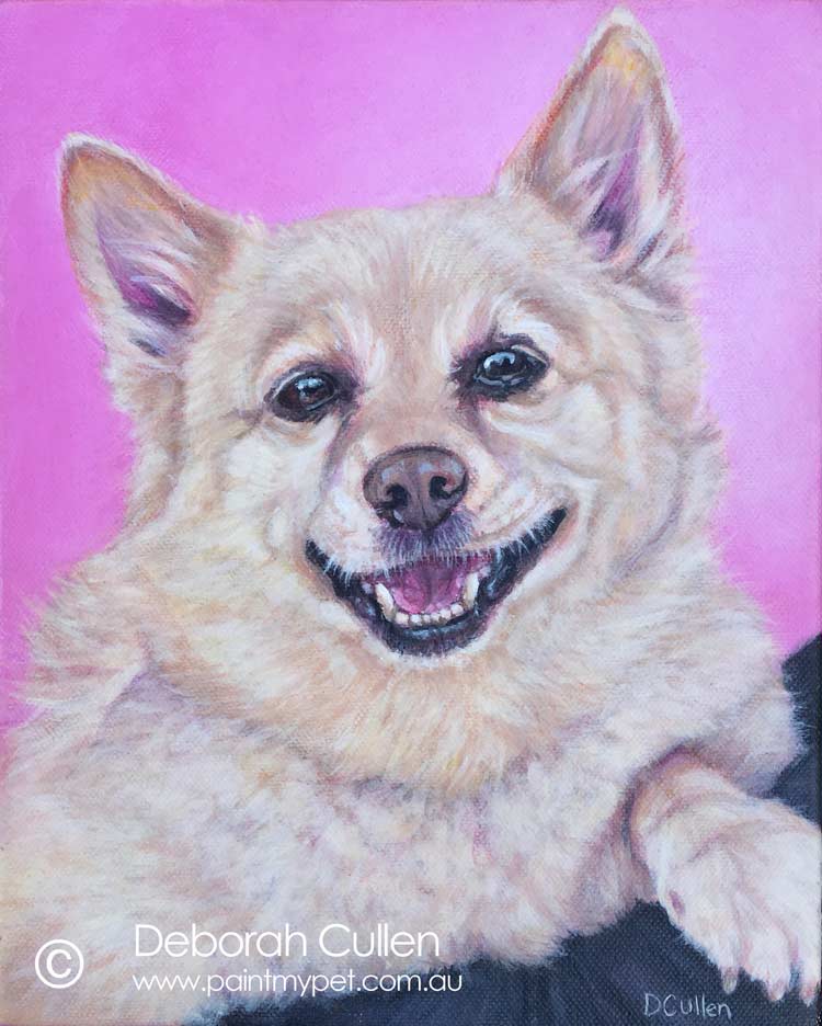 Golden Shipperke dog portrait