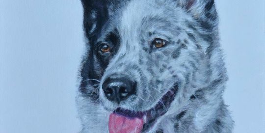 Painting of a Border Collie x Blue Heeler