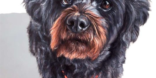 Dog painting of a Shihtzu x Poodle