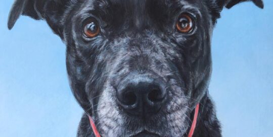 Dog Portrait of a Staffordshire Bull Terrier x