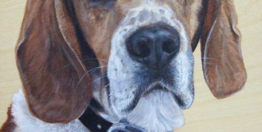 Rex Beagle portrait