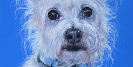 Maltese Terrier x Jack Russell painting