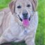 Custom dog portrait of a golden labrador