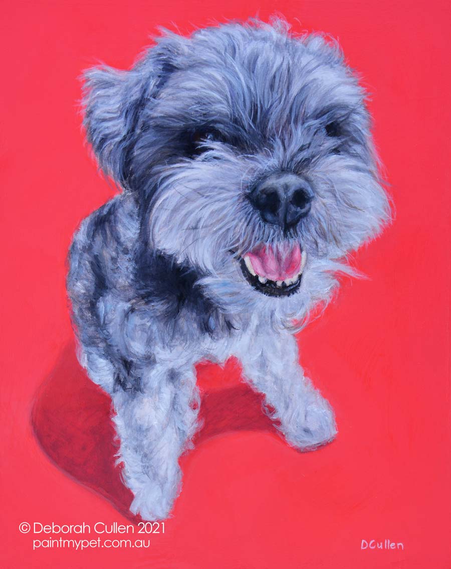 Dillan – Schnauzer Poodle Dog Portrait