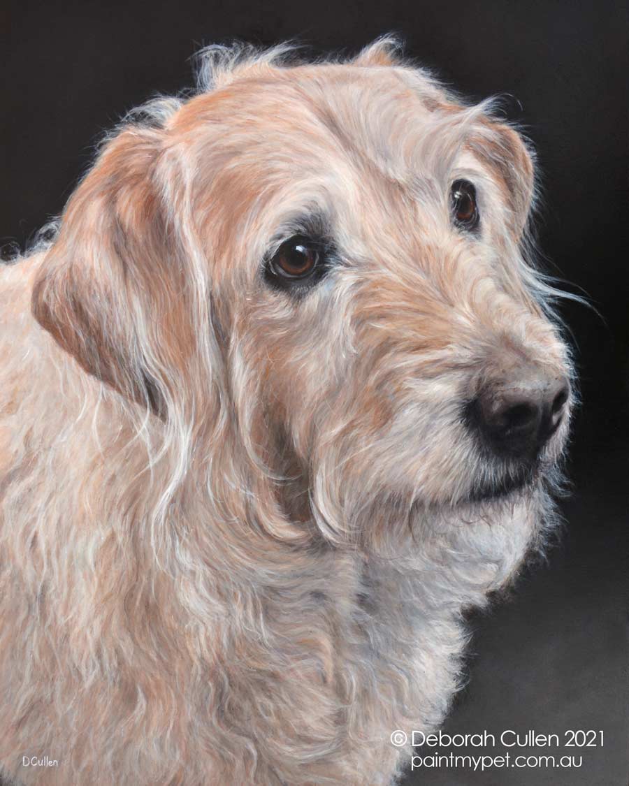 Harlow – Labradoodle Dog Portrait
