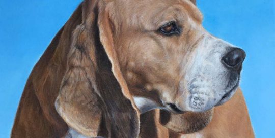 Custom dog portrait of a beagle