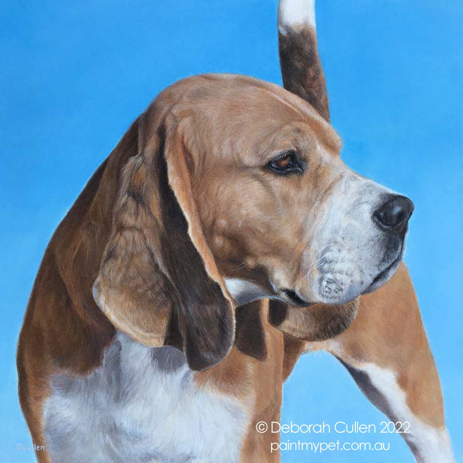 Custom dog portrait of a beagle