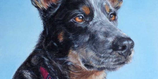 Custom Kelpie X Blue Heeler Dog Portrait