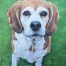 Custom Beagle dog portrait